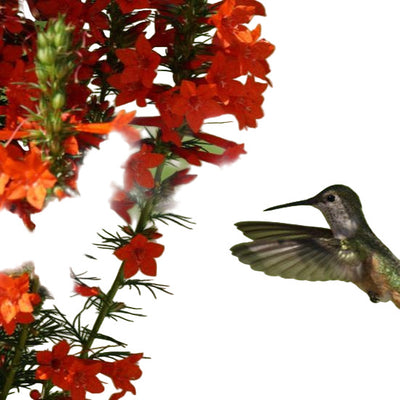 A hummingbird feeding on red spiky flowers, with a focus on the flower in the foreground and a blurred background.