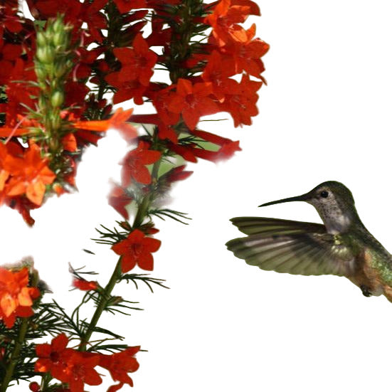 A hummingbird feeding on red spiky flowers, with a focus on the flower in the foreground and a blurred background.