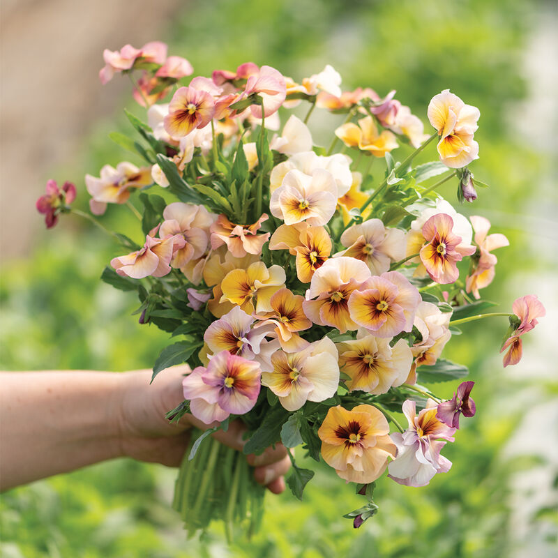 Viola Nature Antique Shades is a rich and elegant color blend.
Viola Nature Antique Shades produces 1 1/2 to 2 inch blooms in shades of cream, caramel, mauve, blush and gold. Vigorous and healthy plants.
Mildly fragrant blooms. 12 to 16 inch long stems that are perfect for mixing with tulips and daffodils in early spring bouquets. 