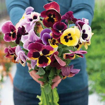 Old-fashioned mix with vigorous plants. &nbsp;Viola Aalsmeer King Size Mix produces cheerful, 2 1/2 to 3 1/2 inch bicolor blooms in shades of gold, purple, plum, lavender, rose, and white.
Viola Aalsmeer King Size Mix Mildly fragrant blooms. We found Aalsmeer King Size Mix to be one of the fastest varieties to reach a height tall enough for cutting.&nbsp;