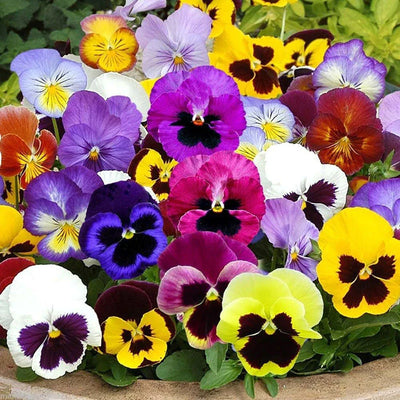A vibrant mix of colorful flowers including purple, yellow, and multicolored pansies in a garden setting.