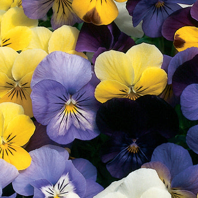 A formula blend of blackberry, blueberry, coconut, French vanilla, lemon chiffon, lavender ice and more.
Also known as pansy, Johnny jump-up, European field pansy, heart's ease, and hybrid viole
Grows to a height of about 10 inches.