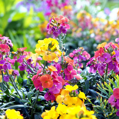 Colorful flowers in a garden setting with a blurred background