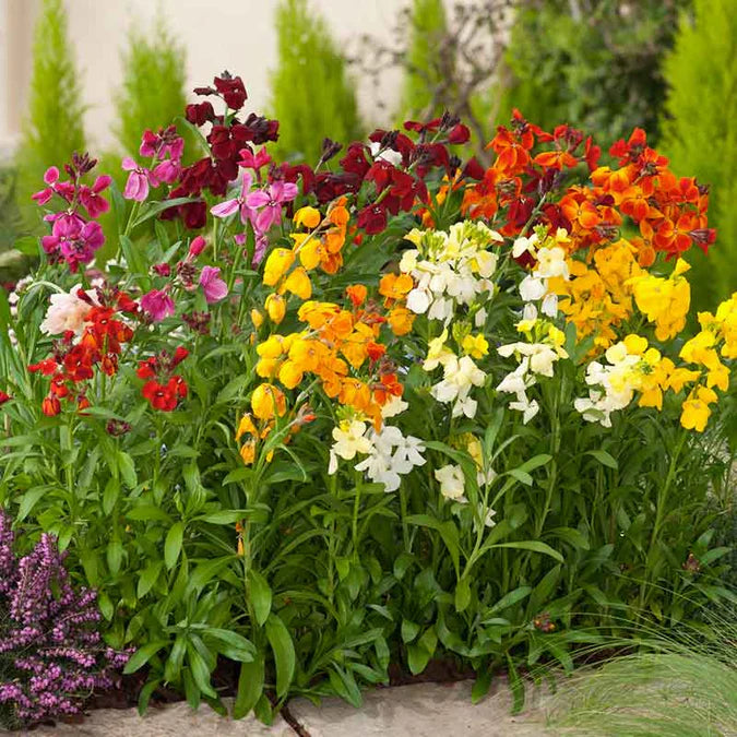 Colorful flower bed with various flowers including red, yellow, and white.