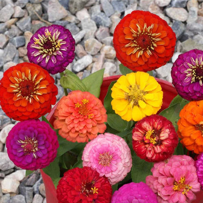 Lilliput Mixture Zinnia Flowers are easy to grow from seeds and ideal for hot and drought-prone gardens. Lilliput Mixture Zinnia seeds are tenacious against many mildews, diseases, and pests and are widely known to be a deer repellant. Lilliput Mixture seeds grow hardy semi-dwarfed Zinnias small enough for indoor gardening, yet robust enough to keep outside during the long summer months. Lilliput Mixture Zinnia flower seeds promise dazzling 1-2" lush bulbs atop robust stalks certain to excite any garden, fr