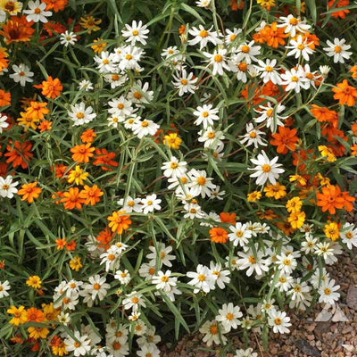 A garden bed with a mixture of zinnia flowers in colors gold, orange, white, and yellow.