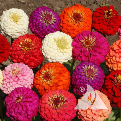 A variety of colorful Zinnia flowers bloom, including shades of red, pink, white, and purple.