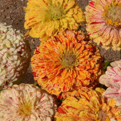 A variety of zinnia flowers with mixed colors, including yellow, red, and white, displayed close up.