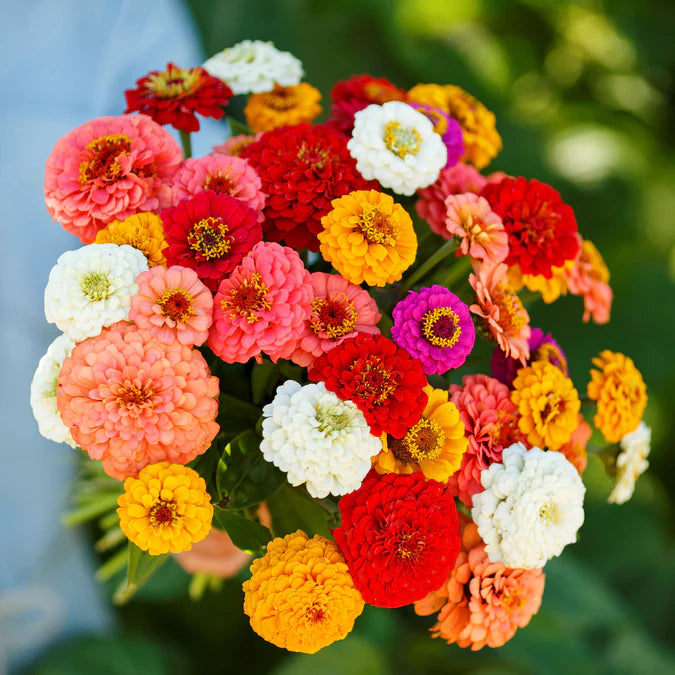A vibrant bouquet of Zinnia flowers in mixed colors including red, white, yellow, and pink.