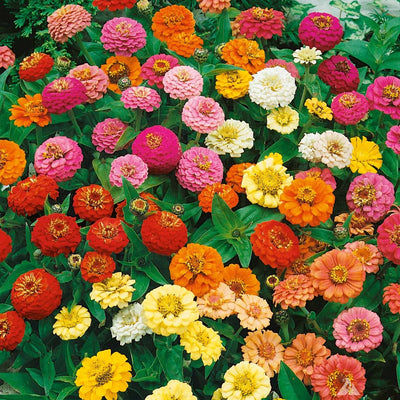 A garden bed filled with zinnia flowers in various colors including pink, purple, red, orange, white, and yellow.