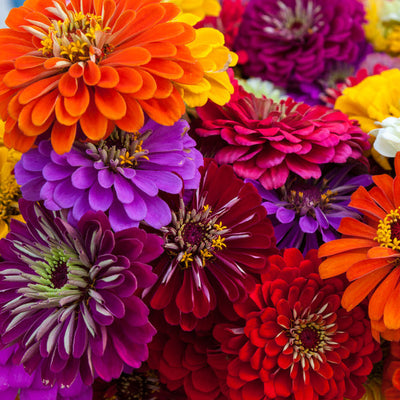 A vibrant array of Zinnia 'California Giants' flowers, showcasing a variety of colors including pink, purple, red, orange, white, and yellow.