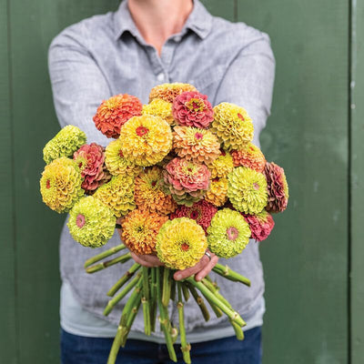 A person holding a bouquet of vibrant Zinnia Queeny Formula flowers with apricot, rose, lime, peach, orange, and lemon colors.