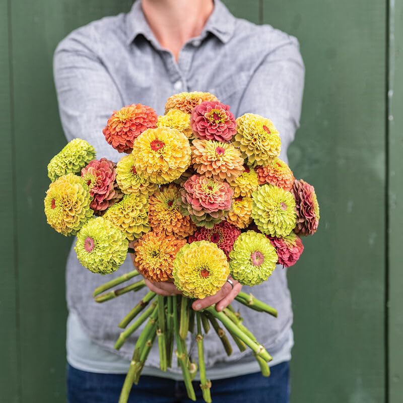 A person holding a bouquet of vibrant Zinnia Queeny Formula flowers with apricot, rose, lime, peach, orange, and lemon colors.