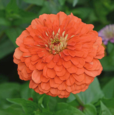 A close-up image of a coral-colored Zinnia flower with a robust stalk, showing its vibrant petals in an outdoor setting with green foliage in the background.