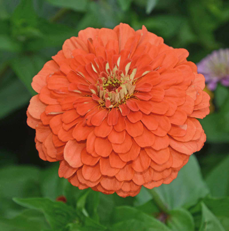 A close-up image of a coral-colored Zinnia flower with a robust stalk, showing its vibrant petals in an outdoor setting with green foliage in the background.