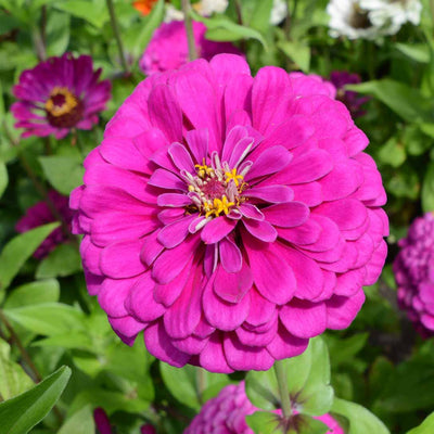A close-up image of a dark violet Zinnia flower with a visible yellow center.