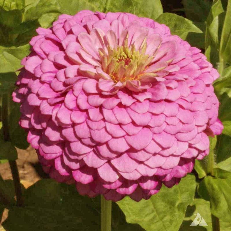 Flower Zinnia Solid Color Luminosa 500 Non-GMO, Heirloom Seeds