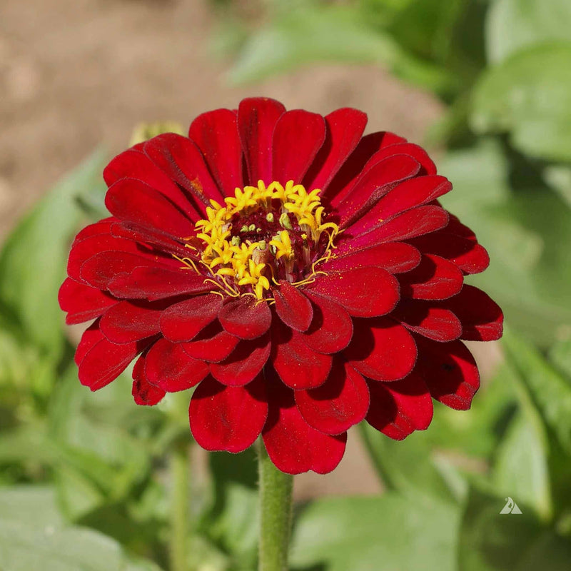 A close-up image of a red Zinnia flower with a yellow center, blooming outdoors.