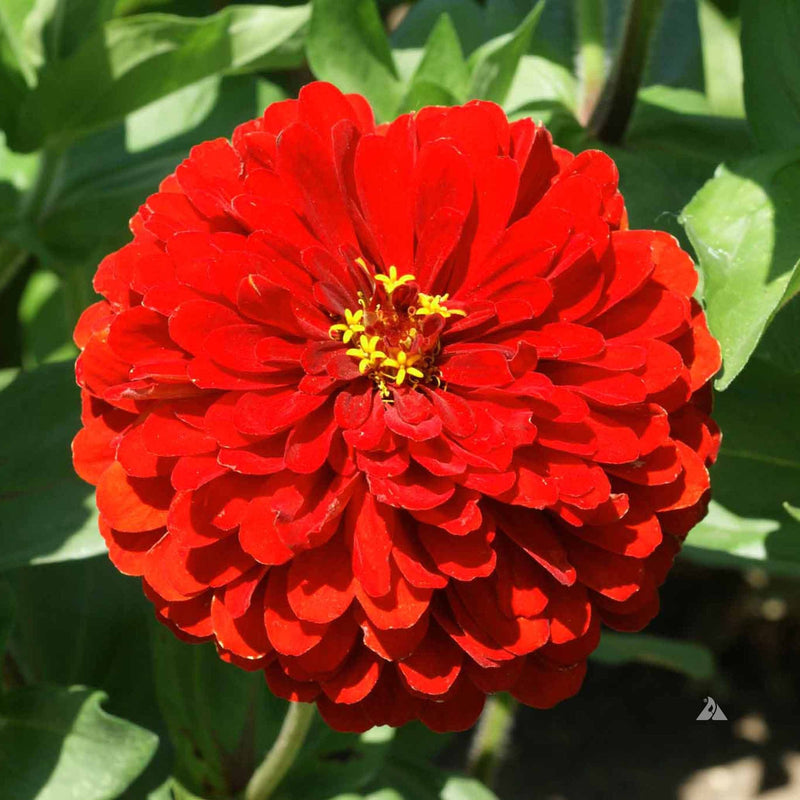 Flower Zinnia Solid Color Scarlet Flame  500 Non-GMO, Heirloom Seeds