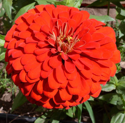 A close-up image of a vibrant red Zinnia flower with a clearly visible center.