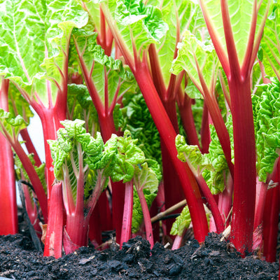 A photo showing rhubarb plants with large red stalks and green leaves.