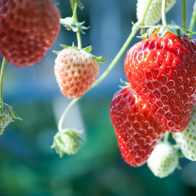 Close-up of red and white strawberries on the vine with a blurred green background.