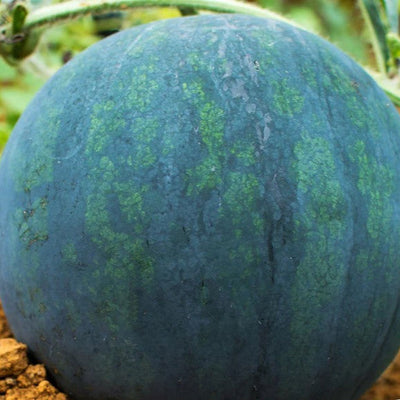 Black Diamond Watermelon is one of the truly great watermelon varieties for both home gardeners and market growers. The rind of the fruit is a striated green, and the flesh is a delicious red. Black diamond routinely produces watermelons in the 50 pound range, but some can grow as large as 75 pounds! &nbsp; Harvest in about 80 days. <span class="a-list-item" data-mce-fragment="1">Germination rate about 80% or better</span>. 