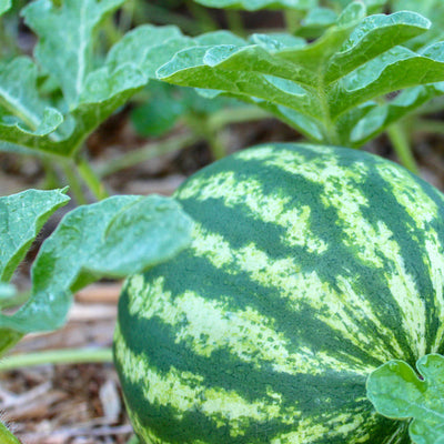 A small green watermelon with striped patterns growing on the vine.