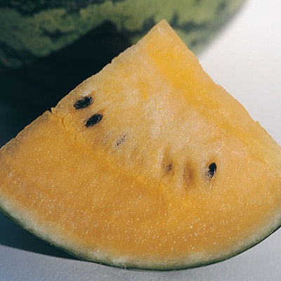 A slice of New Orchid watermelon with bright orange flesh and dark green stripes on the skin, resting on a white surface.