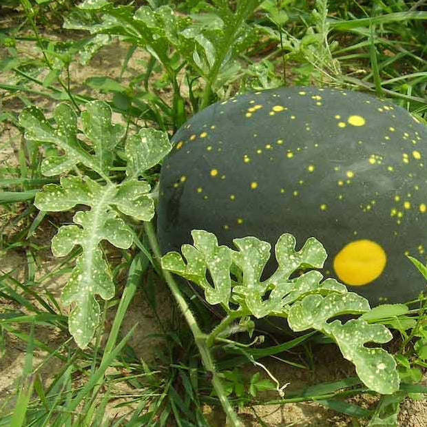 A small green watermelon with yellow spots, nestled in grass and surrounded by leaves.