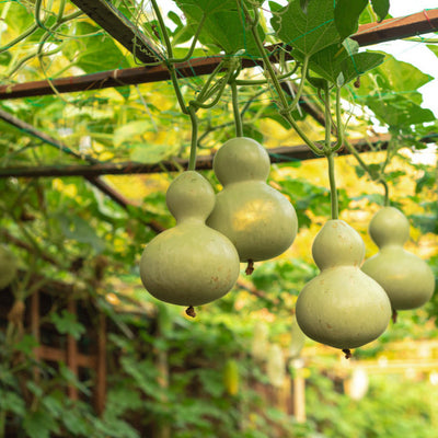 Hanging green gourd birdhouses in a garden.