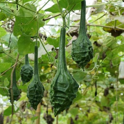 A cluster of green Caveman's Club gourds hanging from a plant.
