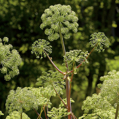 A close-up of Herb Angelica flowers with large, lobed leaves and thick, hollow stems. The background is blurred with greenery.