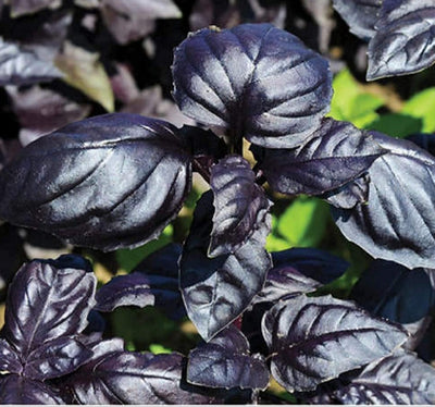 Close-up of purple basil leaves with a few leaves showing a darker, almost black color, characteristic of the Amethyst Improved Purple variety.