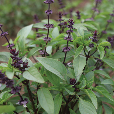 A close-up of Asian Sweet Thai Basil with green leaves and purple stems.