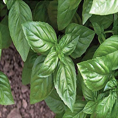 A close-up image of fresh green basil leaves growing in soil.