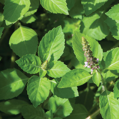 A close-up image of Tulsi Holy Basil leaves with a purple flower visible in the foreground.