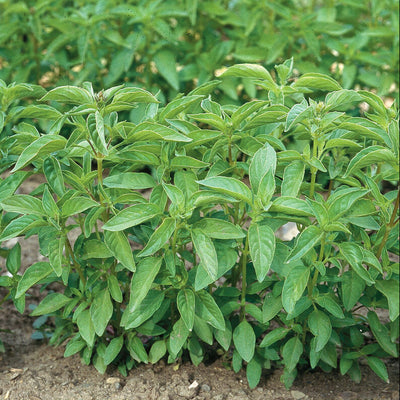 A group of Herb Basil Lime plants with bright-green leaves growing in soil.
