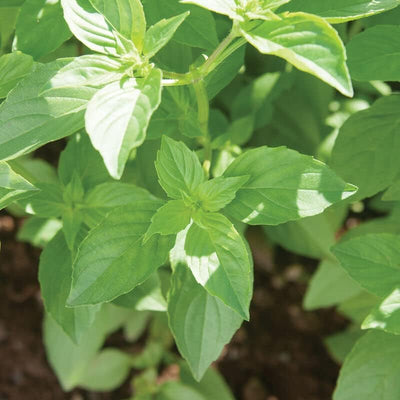 A photo of a basil plant with bright green leaves.