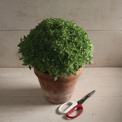 A potted Spicy Bush Basil plant with small green leaves, alongside a pair of scissors, placed on a light surface.