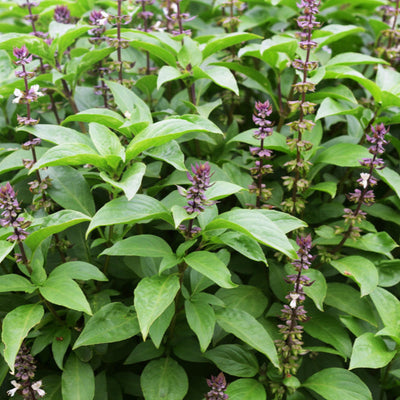 A lush green basil plant with visible purple flowers, indicating it is healthy and ripe for harvest.