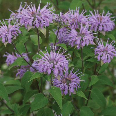 A close-up image of purple Bergamot Wild flowers with green leaves.