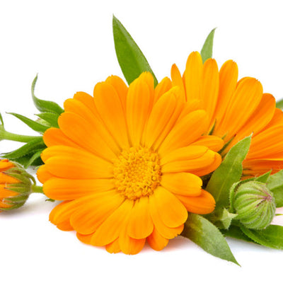 Orange flowers with green leaves on a white background