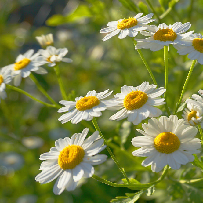 A close-up image of white chamomile flowers with yellow centers, illustrating the daisy-like appearance of the plant.