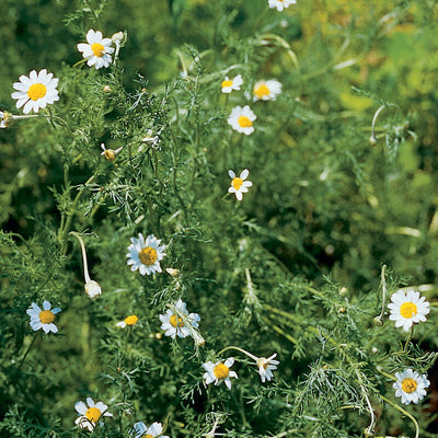 White flowers with yellow centers on green foliage