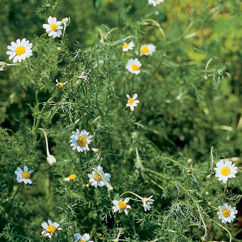 White flowers with yellow centers on green foliage