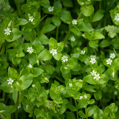 A close-up image of Herb Chickweed Common with small green leaves and white flowers.