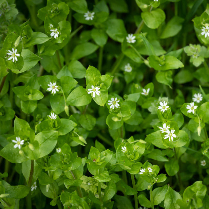 A close-up image of Herb Chickweed Common with small green leaves and white flowers.