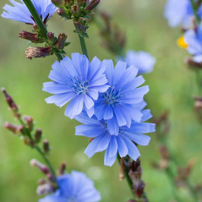Blue chicory flower on a branch.