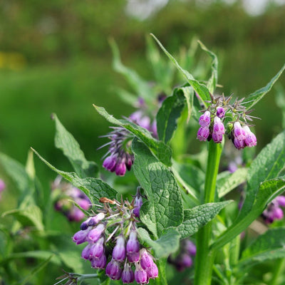 A close-up of purple-flowered Comfrey plants in a garden setting.